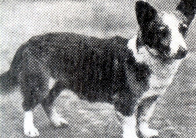 Corgi Bob Llwyd